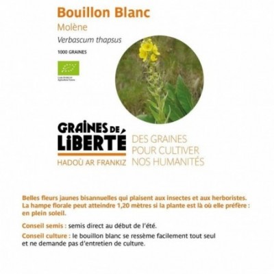 Bouillon Blanc Molène -...