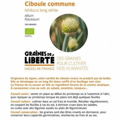 Ciboule commune Ishikura...
