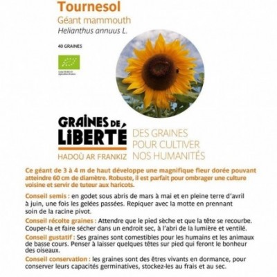 Tournesol géant mammouth -...
